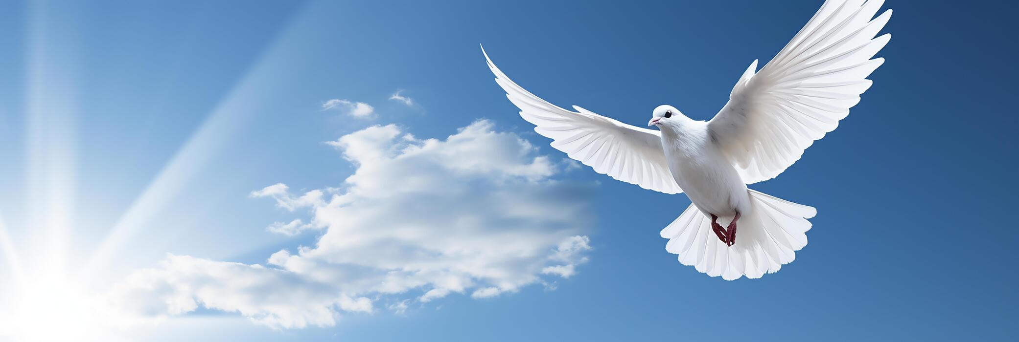 sherriconners8 Cover Image